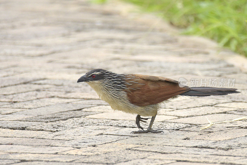 White-browed Coucal